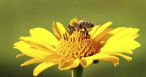 Drugi Wielki Dzień Pszczół